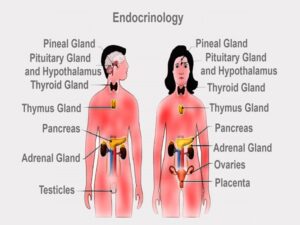 Endocrinology